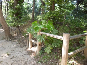 小金城