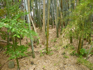 高井城
