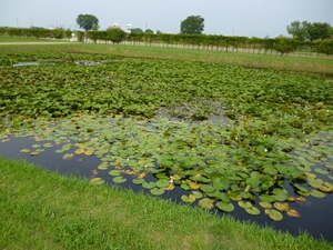 安田城