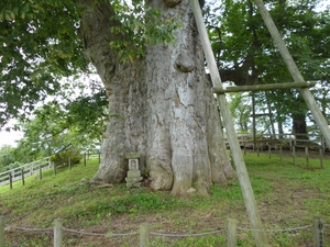 神指城