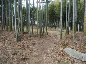椎津城