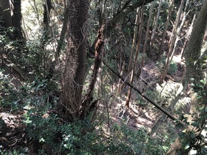 秋元城